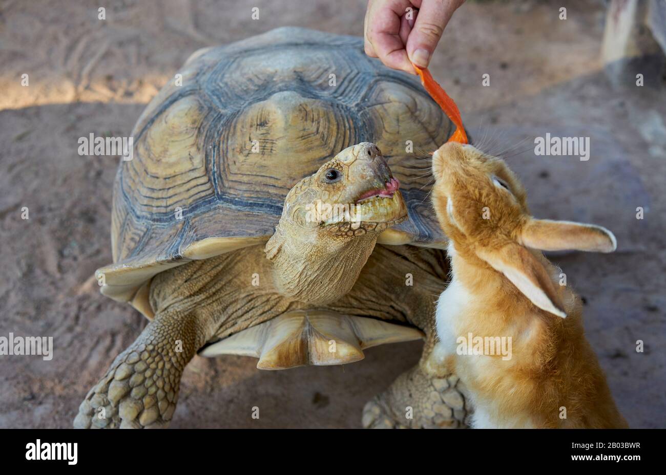 Ein Kaninchen und eine Schildkröte, die eine Karotte essen. Stockfoto