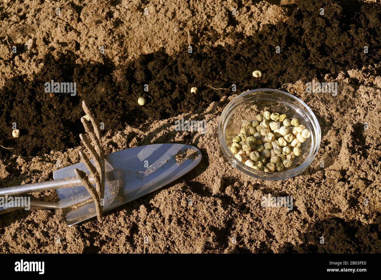 Behälter mit Samen, Bettzubereitung, Aussaat von grünen Erbsen. Angenehmes und nützliches Hobby: Arbeiten im Garten. Stockfoto