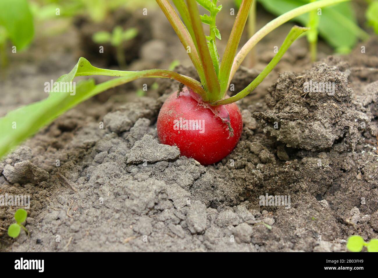 Rote Radieschen im Garten reif Stockfoto