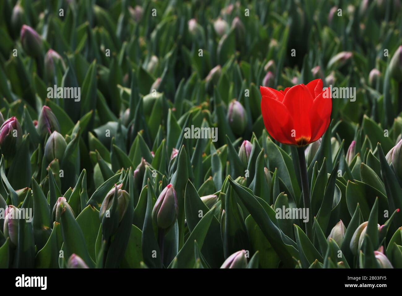 Die rote Tulpe blüht und sie ist die erste im ganzen Garten. Stockfoto