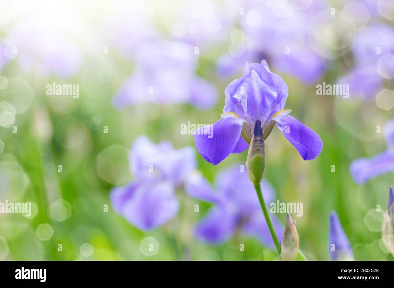 Violett Iris. Schönen Garten Blume Nahaufnahme auf grünem Hintergrund Stockfoto