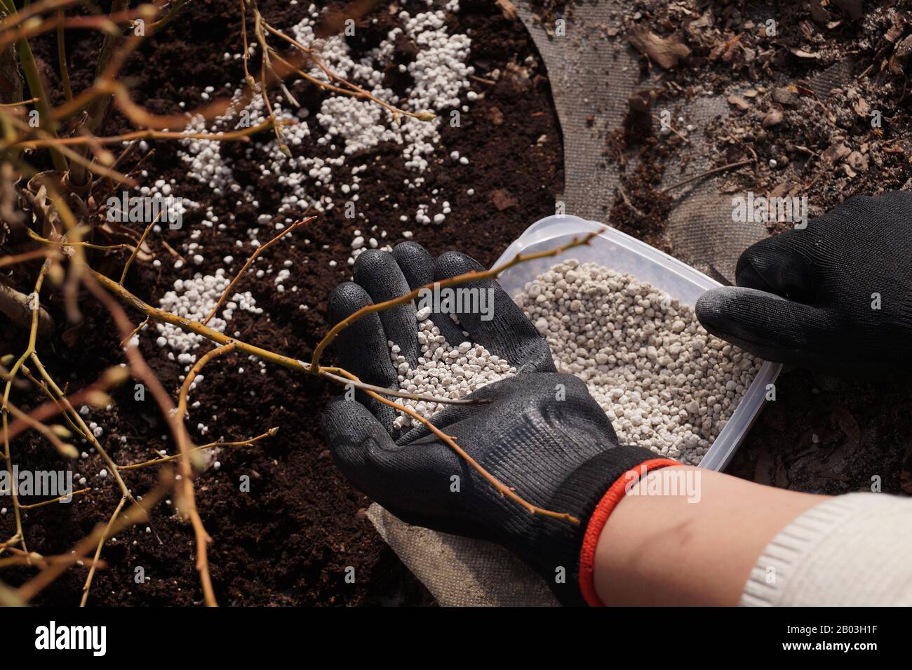 Behälter mit Dünger, frühes Frühlings-Angebot von Blaubeeren vor Vegetationsbeginn. Angenehmes und nützliches Hobby: Arbeiten im Garten. Stockfoto