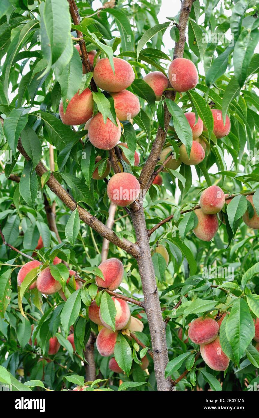Pfirsichbaum im Obstgarten vor der Ernte, vertikale Zusammensetzung Stockfoto