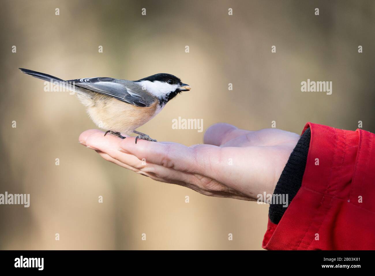 Handfütterter Chickadee mit schwarzer Kappe im Winter. Stockfoto