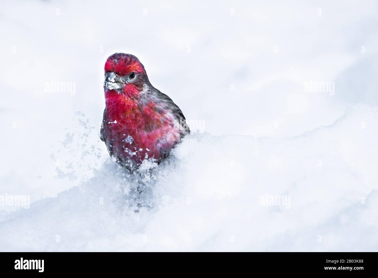 Finch für das männliche Haus, der im Winter in der Nähe eines Vogelzuckers nach Samen im Schnee fortert. Stockfoto