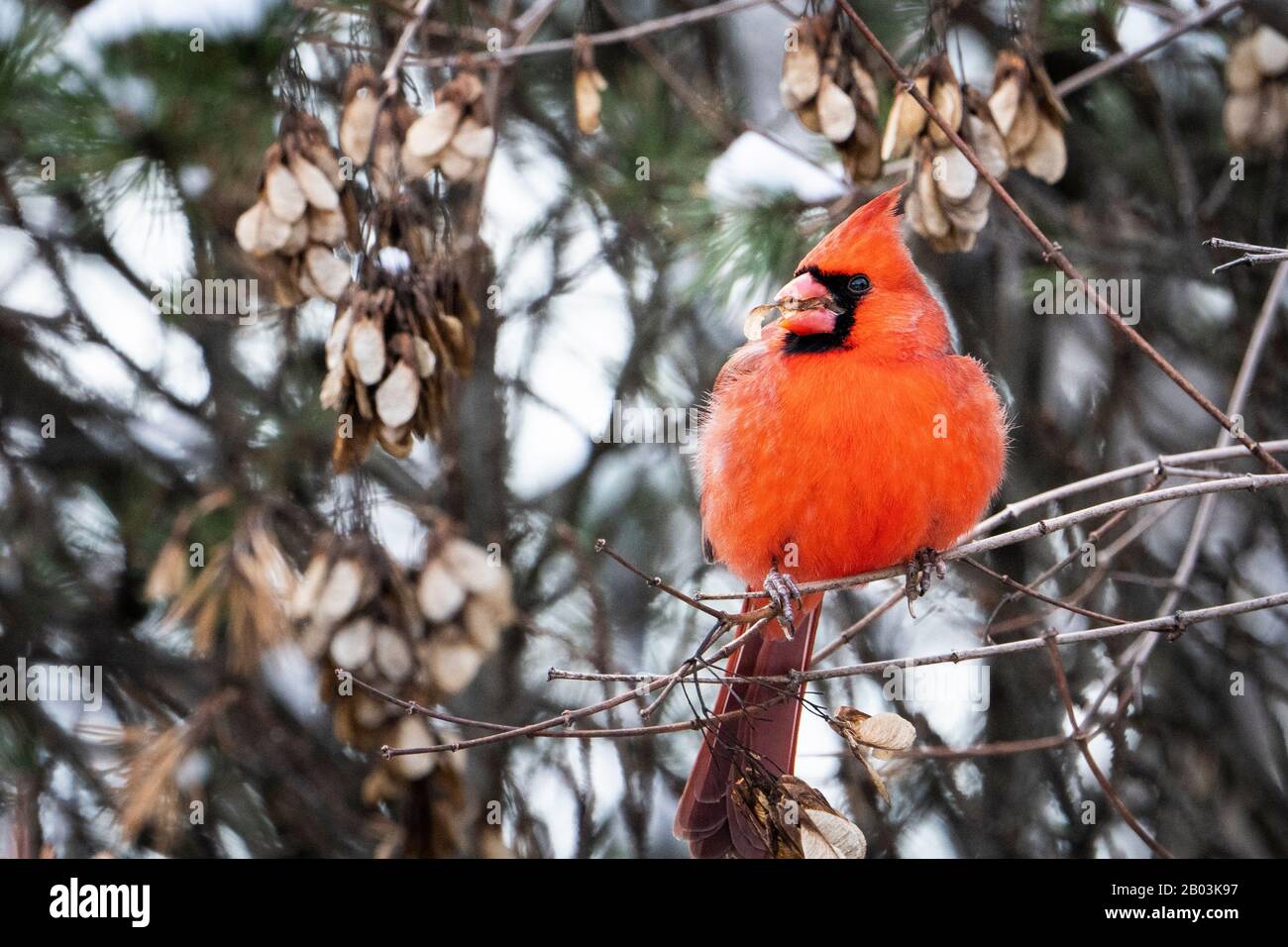 Der nördliche Kardinal thront im Winter in der Nähe eines Vogelzubringers. Stockfoto