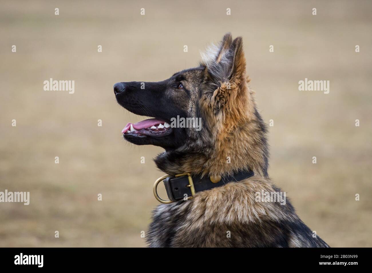 Porträt eines langhaarigen Schäferhund (Elsässischer Hund), der auf den Besitzer fokussiert ist und auf weitere Befehle wartet Stockfoto