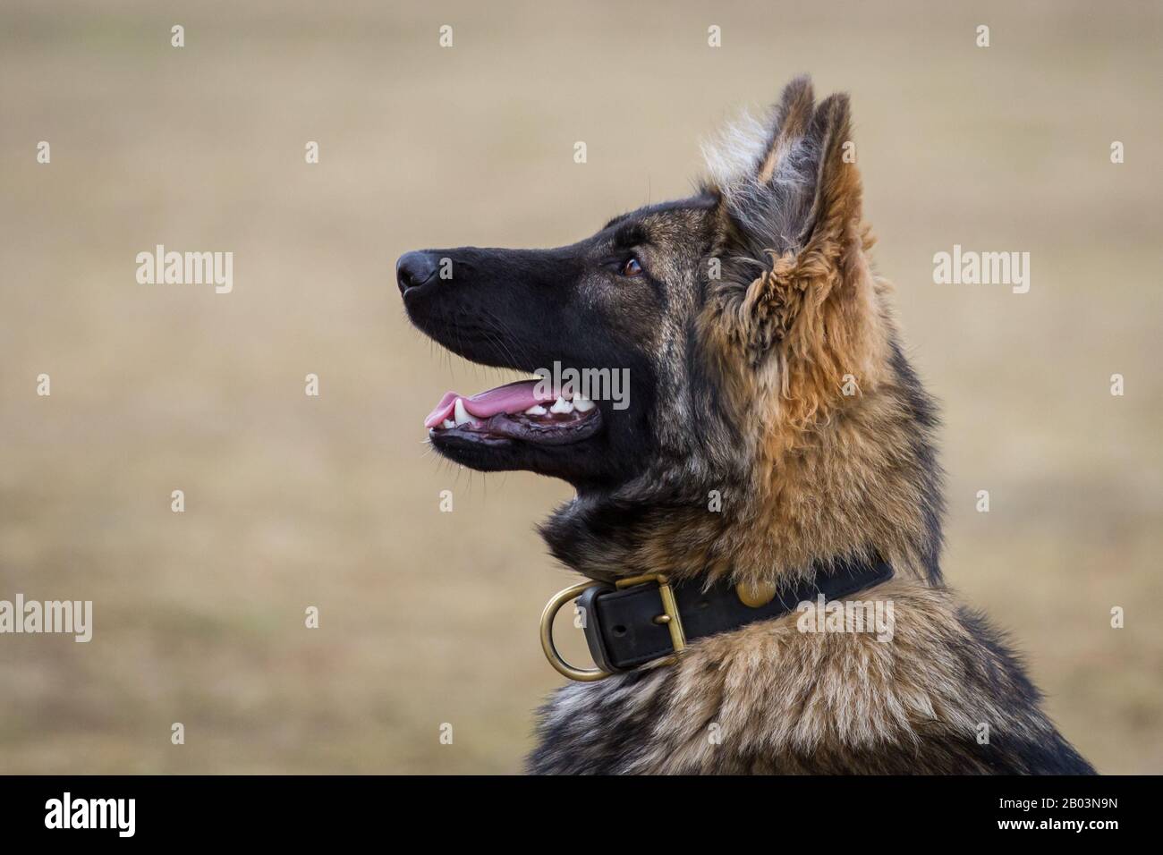 Porträt eines langhaarigen Schäferhund (Elsässischer Hund), der auf den Besitzer fokussiert ist und auf weitere Befehle wartet Stockfoto