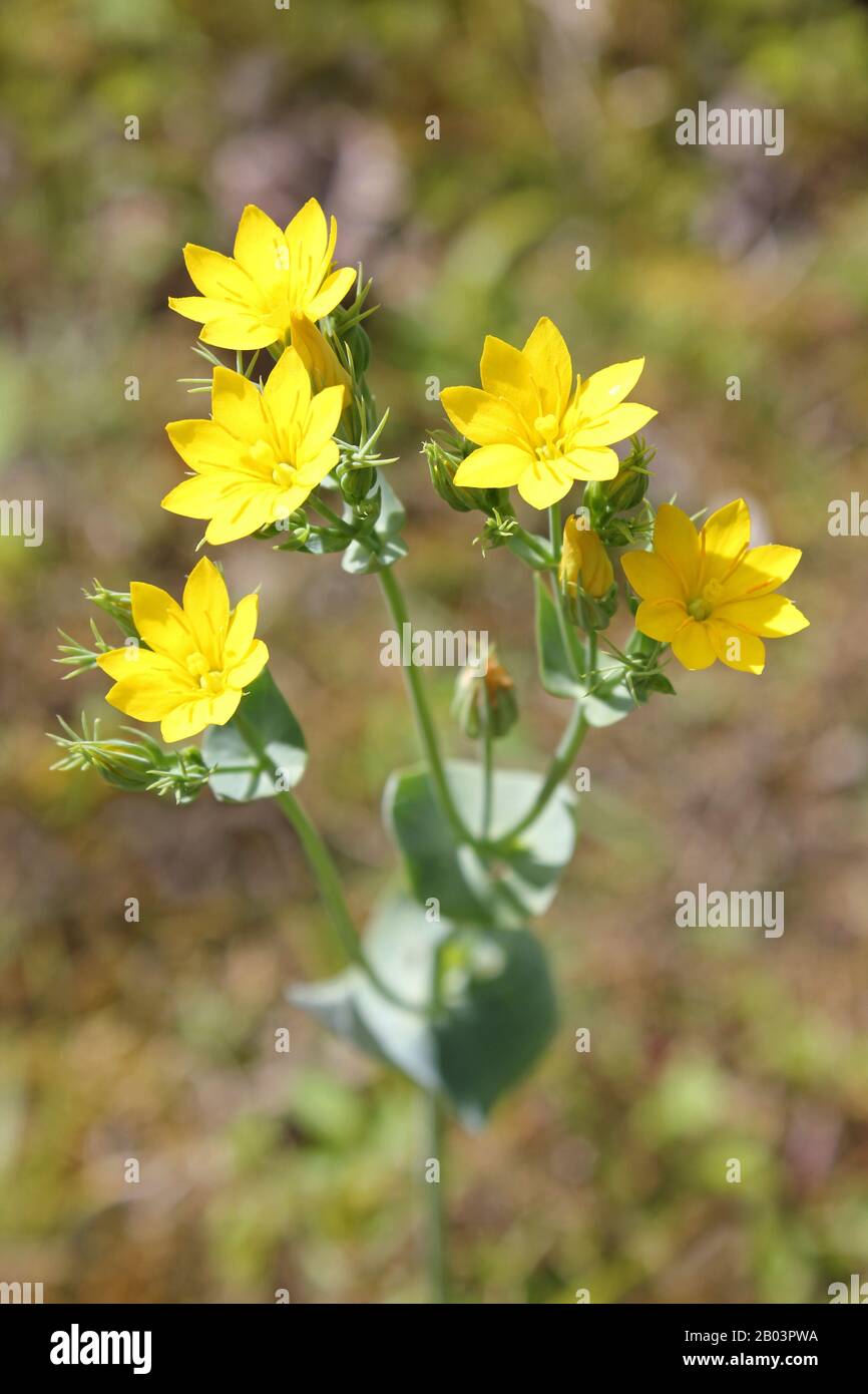 Gelbwurz Blackstonia perfoliata Stockfoto