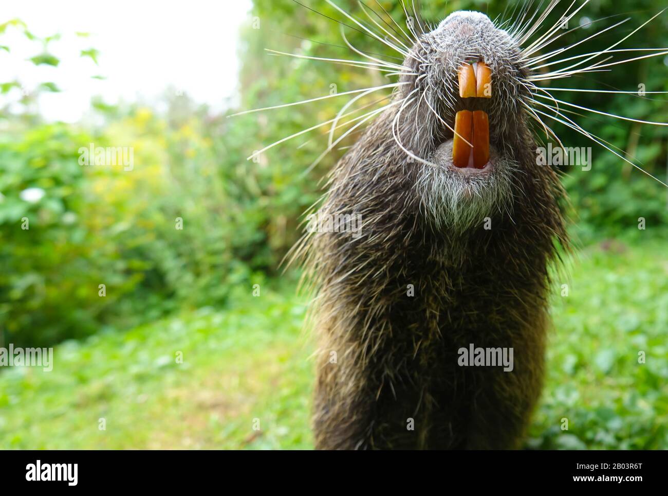 Nutria, oder coypu, oder Sumpfbiber - ein Säugetier der Nagetierordnung, die einzige Art der Nutria Familie Stockfoto