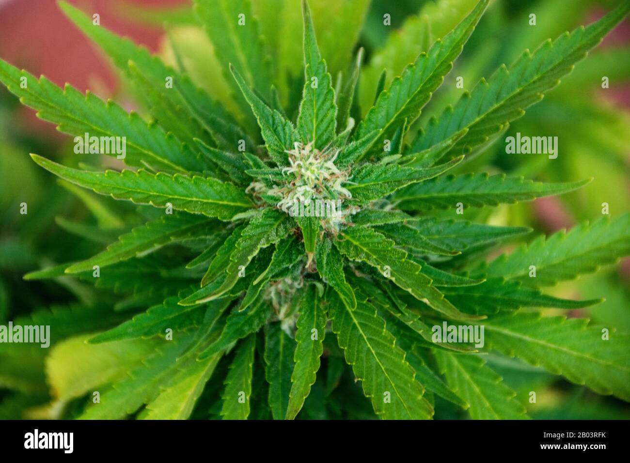 TNT Kush Marihuana-Pflanze Eva Seeds Stockfoto