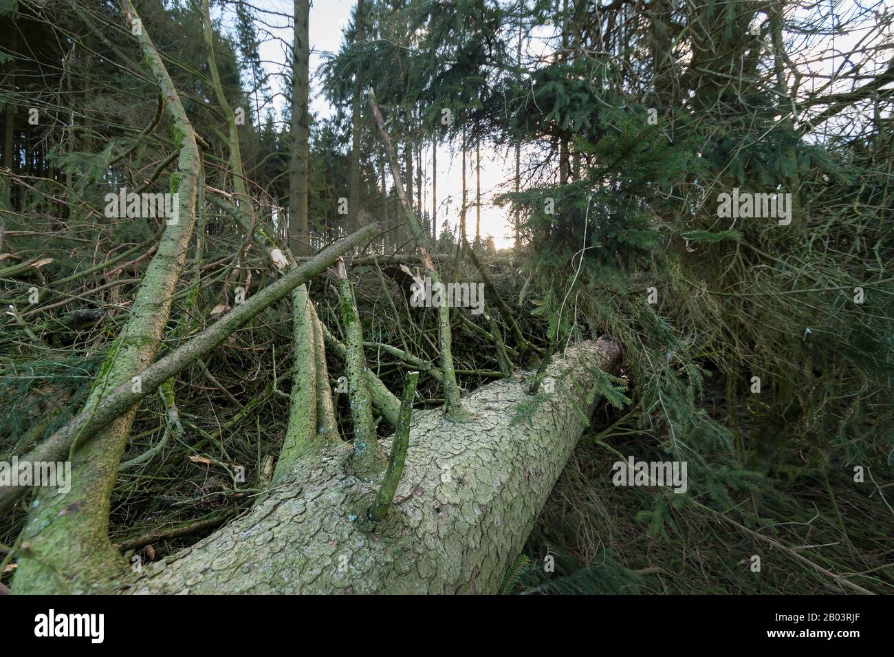 Der Sturm schlug über Fichten. Auf der anderen Straßenseite liegt ein großer Baum. Bild aus Brilon im Sauerland, Nordrhein-Westfalen, Deutschland. Stockfoto