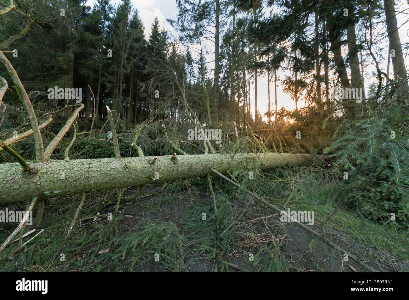 Der Sturm schlug über Fichten. Auf der anderen Straßenseite liegt ein großer Baum. Bild aus Brilon im Sauerland, Nordrhein-Westfalen, Deutschland. Stockfoto