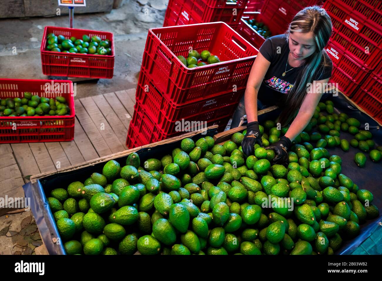 Ein kolumbianischer Landarbeiter sortiert Avocados in Kisten in einer Farm in der Nähe von Sonsón, Abteilung Antioquia, Kolumbien aus. Stockfoto