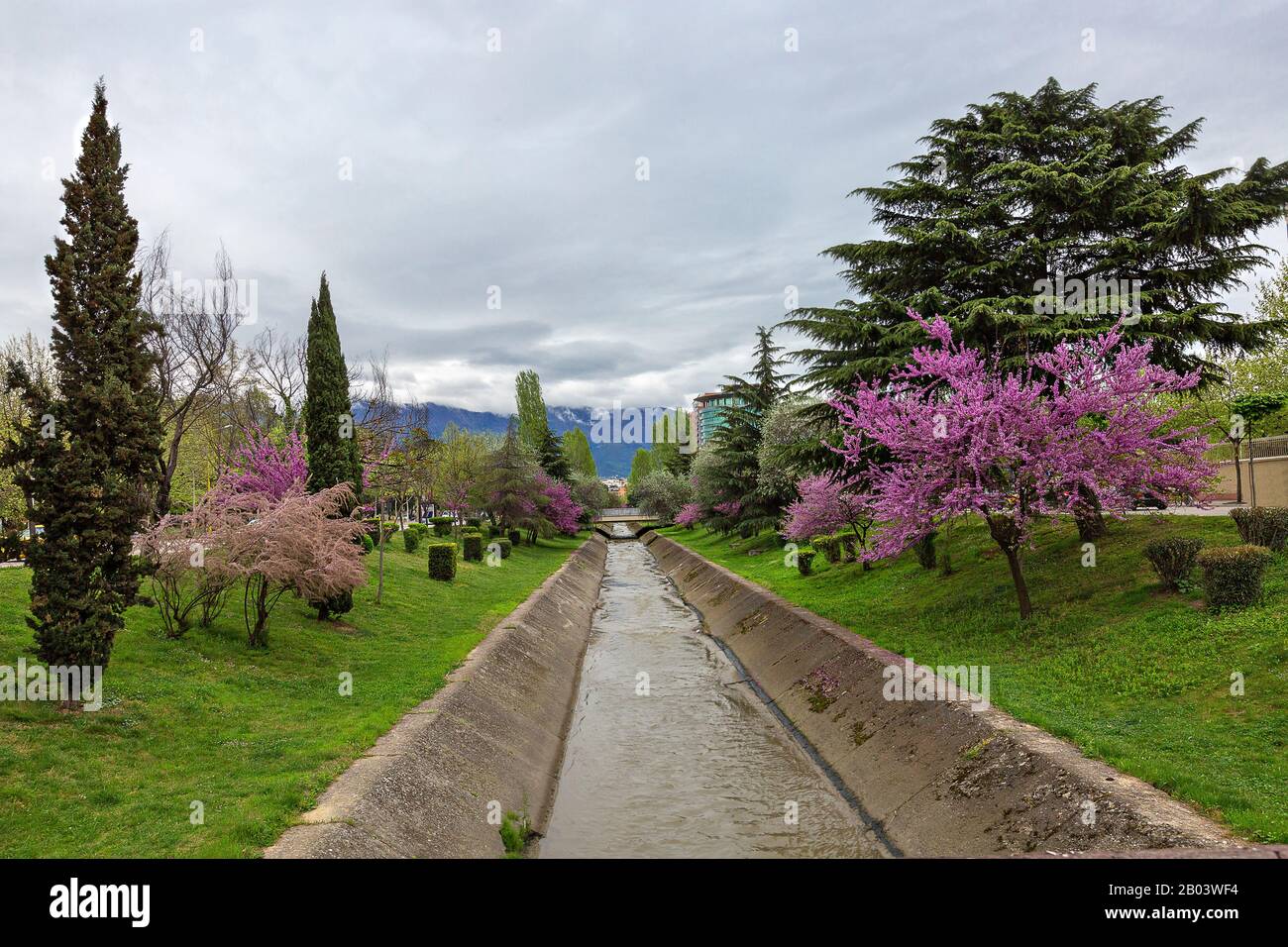 Blühende Bäume in Tirana, Albanien Stockfoto