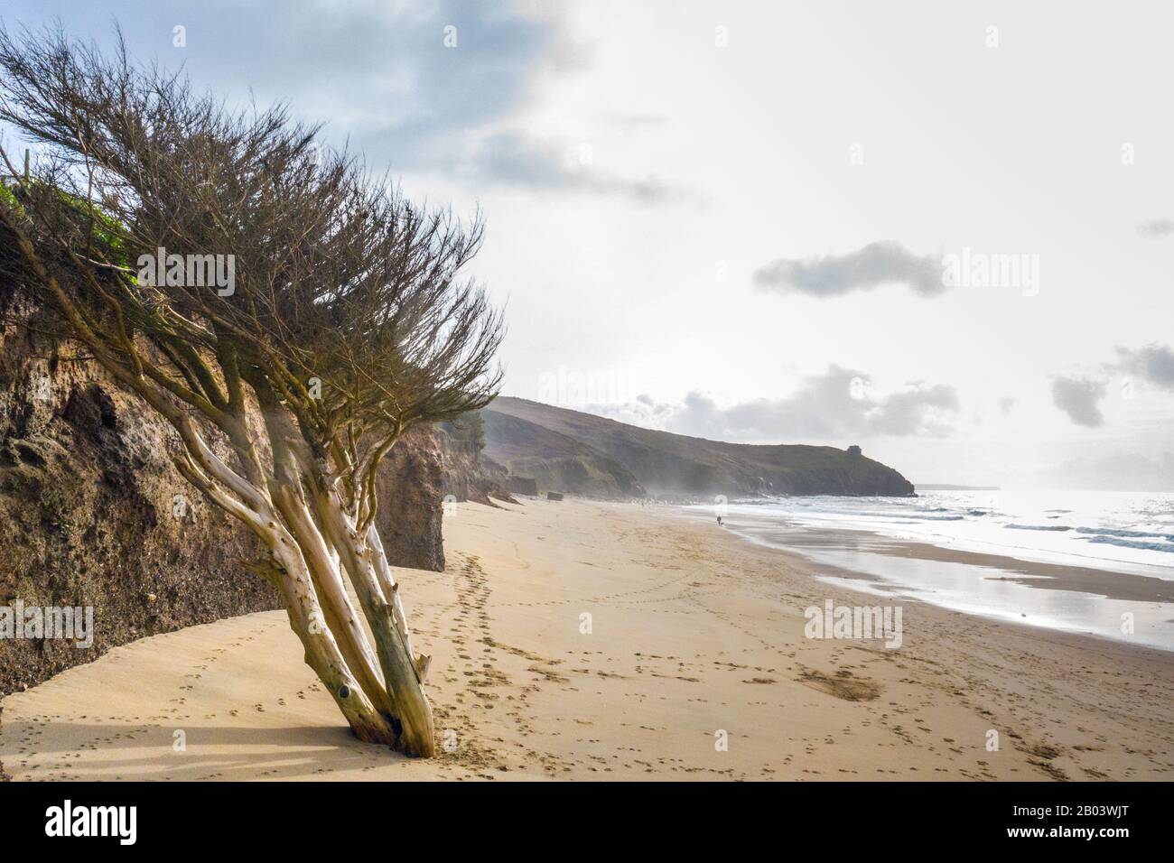 Alter Baum wächst aus dem Strand heraus Stockfoto