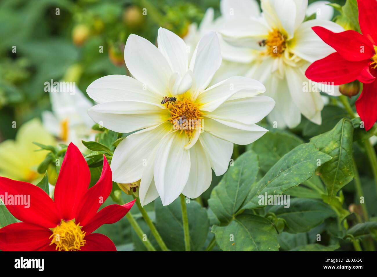 Das Aufblühen von Dahlia imperialis im Garten Stockfoto
