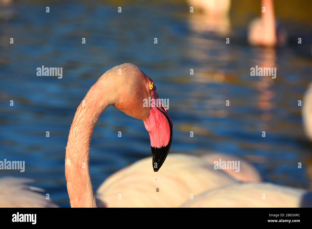Tropfen Wasser, das aus dem Schnabel eines Flamingos tropft Stockfoto