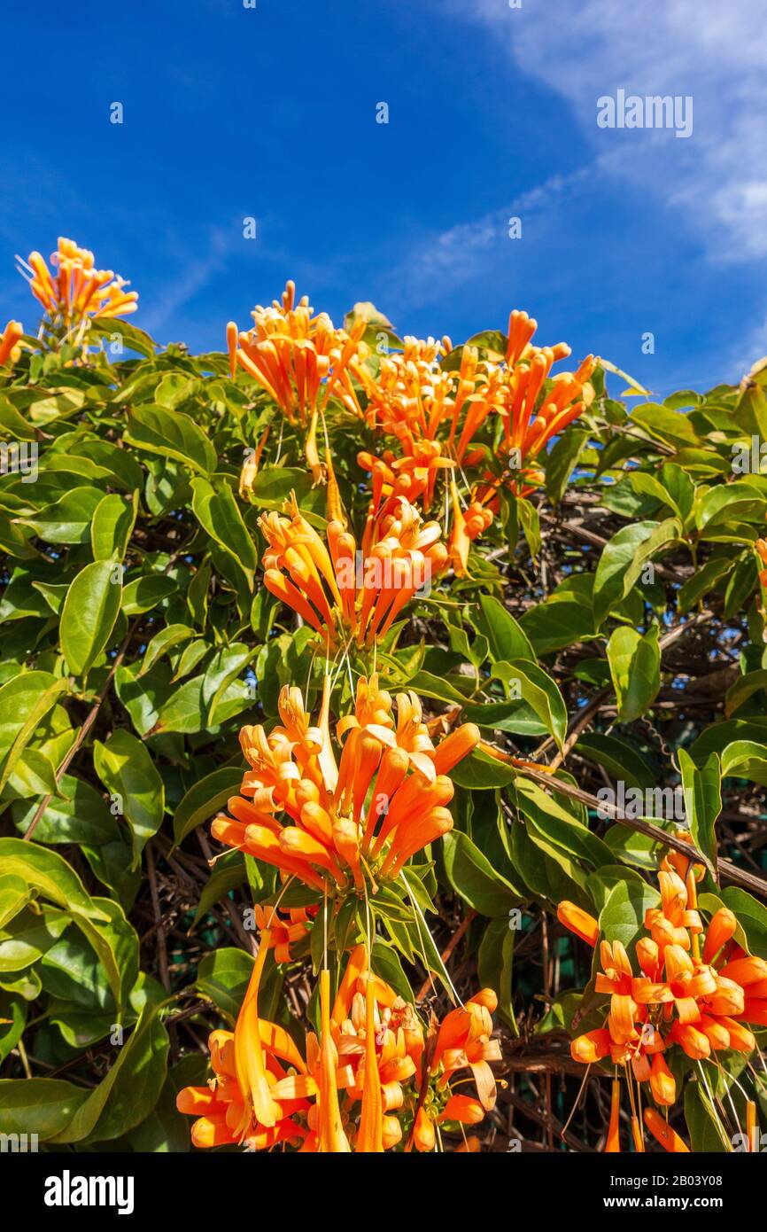 Eine orangefarbene Flammenvine (Pyrostegia venusta) In Full Bloom Stockfoto