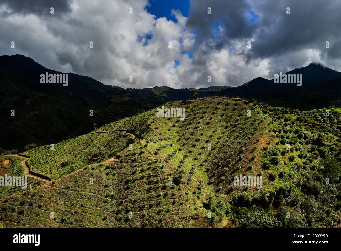 Avocado-Bäume wachsen auf einer Plantage am Berghang in der Nähe von Sonsón, Abteilung Antioquia, Kolumbien. Stockfoto