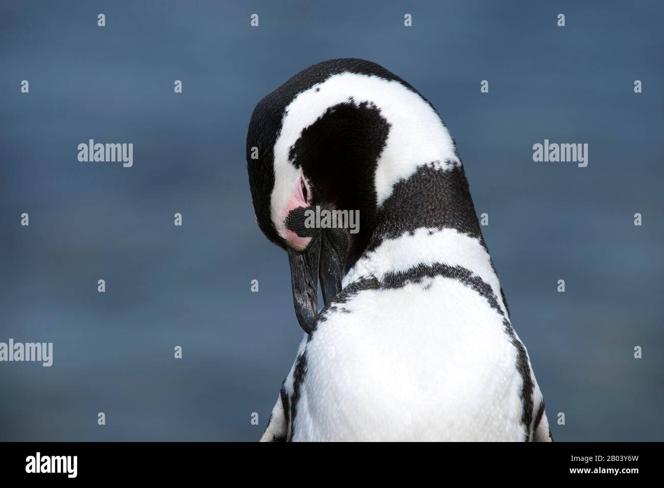 Magellanic Penguin (Spheniscus magellanicus) preening Feathers at the Pinguin Sanctuary on Magdalena Island in the Strait of Magellan near Punta Arena Stockfoto