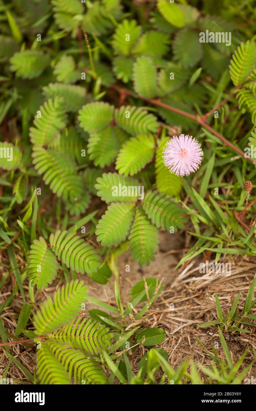 Mimosa pudica schläfrige Pflanze blühende Wildblume in der Natur Stockfoto