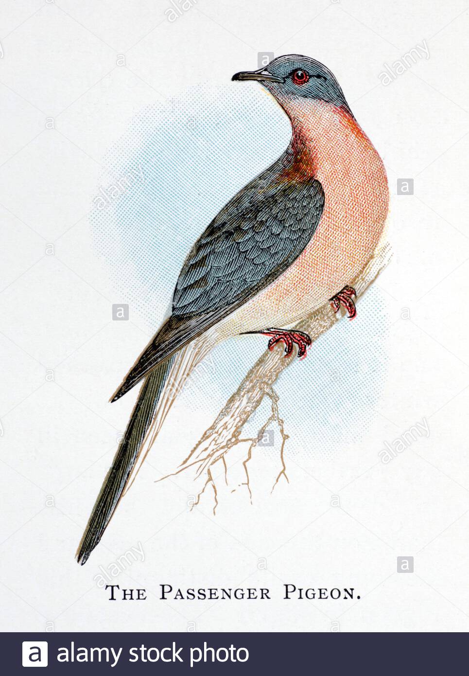 Passenger Pigeon (Ectopistes migratorius), klassische Illustration, die 1898 veröffentlicht wurde. Die Passagiertaube ist Anfang des 20. Jahrhunderts ausgelöscht worden. Stockfoto