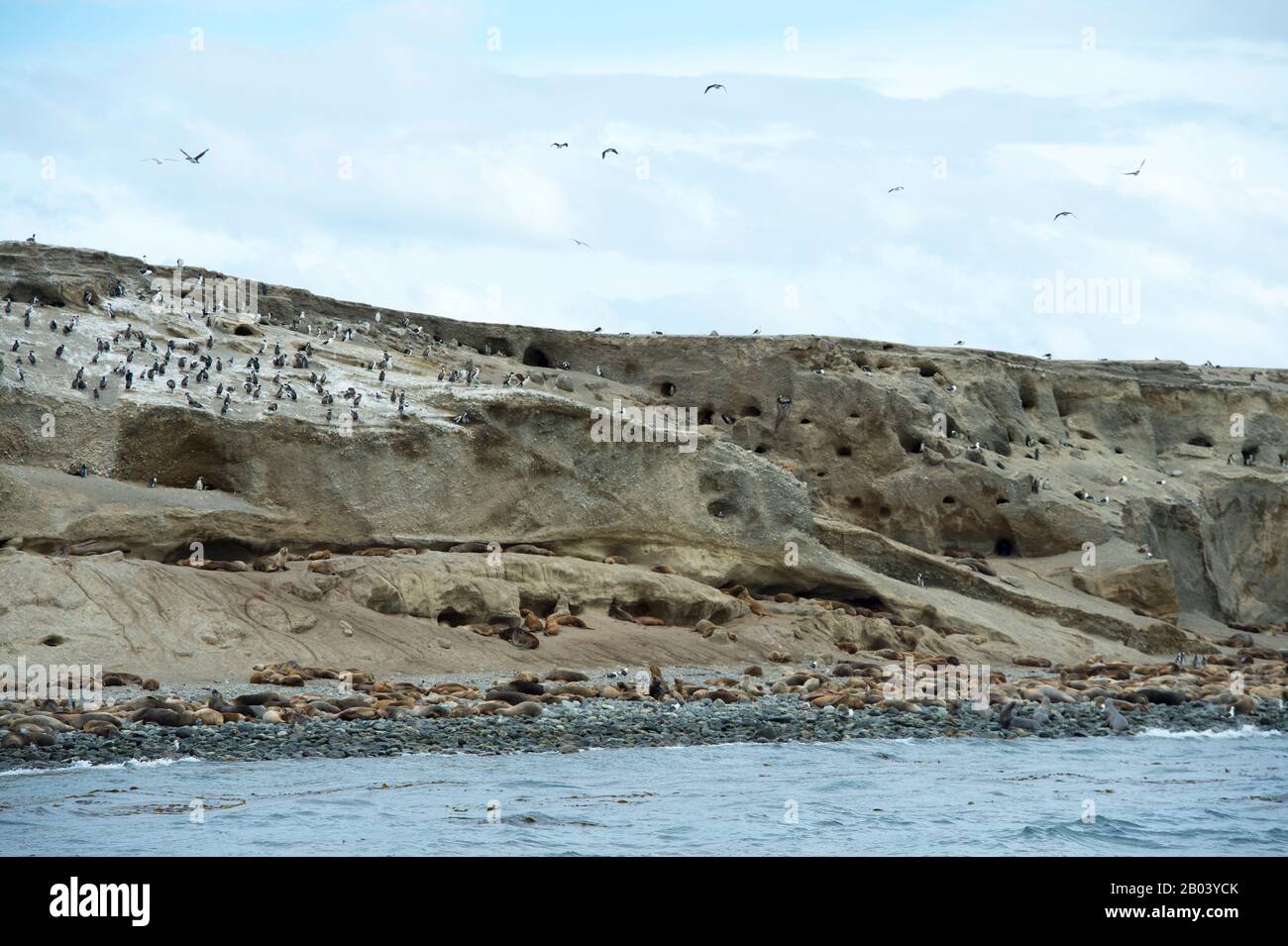 Blick auf die Kolonie Cormorant und Sea Lion auf Marta Island (bei der Insel Magdalena) in der Magellanstraße bei Punta Arenas im Süden Chiles. Stockfoto
