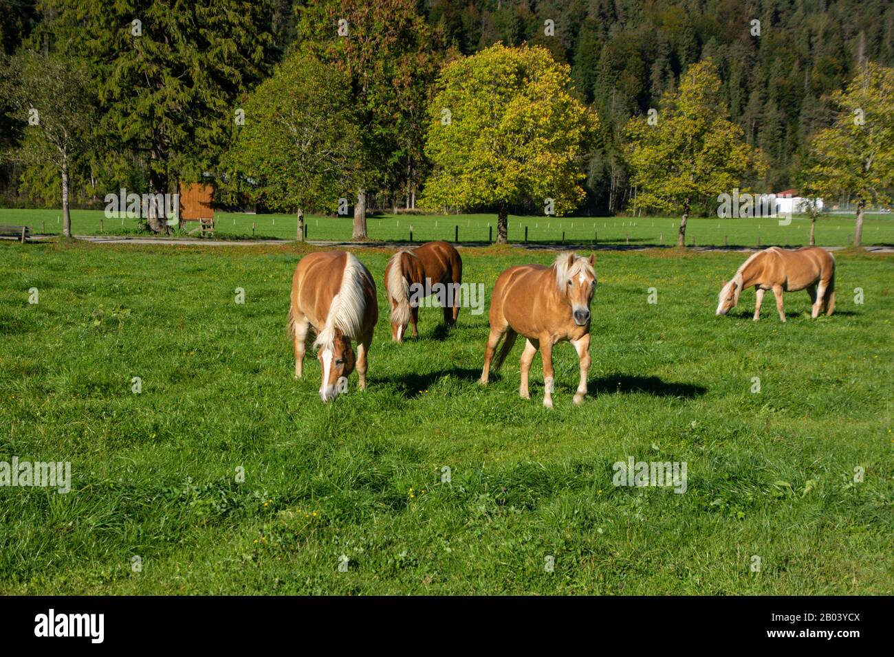 Haflinger Pferde in den Karwendelbergen in Tyrol/Österreich Stockfoto