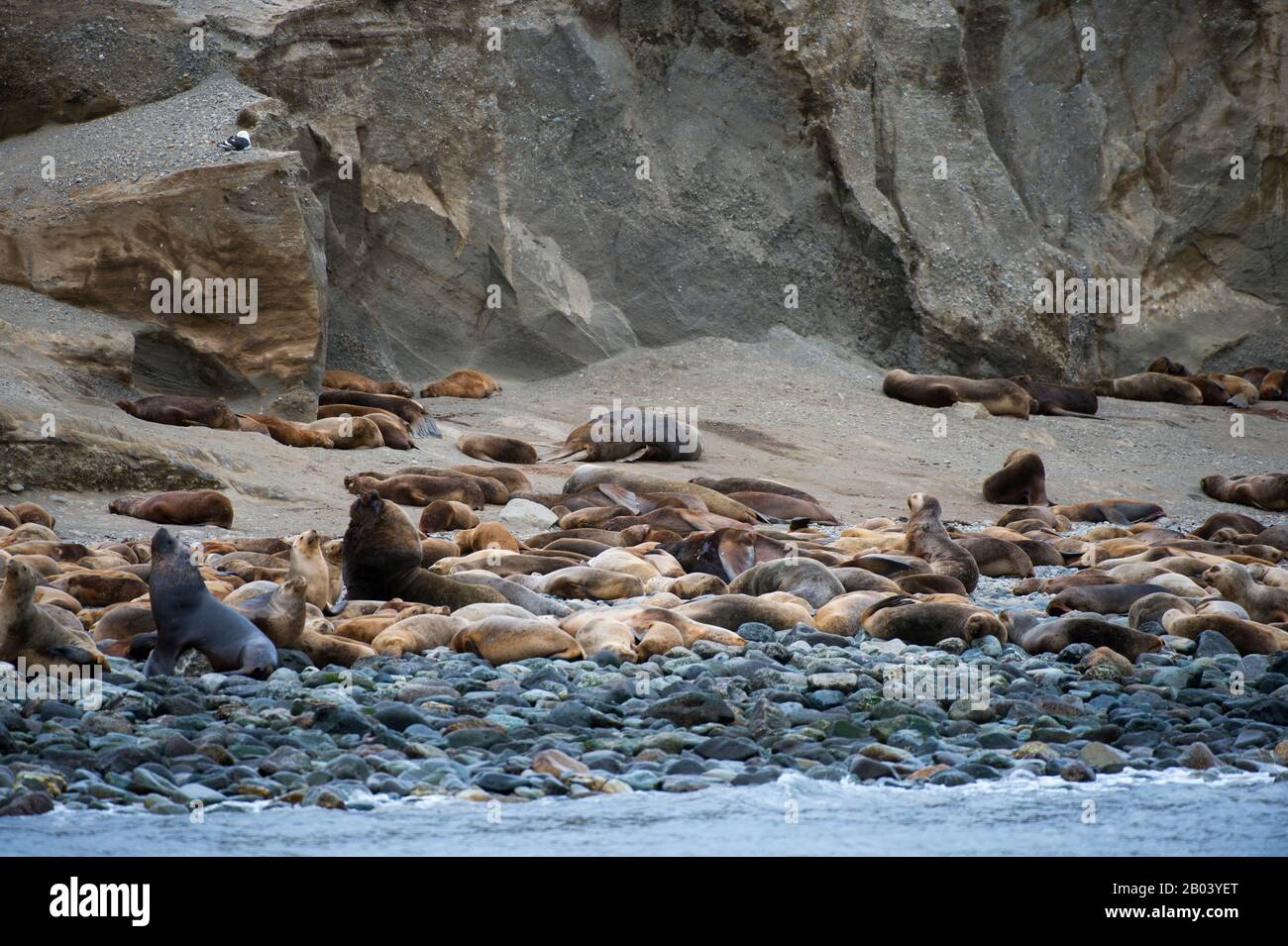 Blick auf die Seelöwenkolonie auf Marta Island (bei der Insel Magdalena) in der Magellanstraße bei Punta Arenas im Süden Chiles. Stockfoto