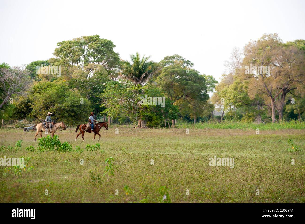 Pantaneiros (lokale Cowboys), die in der Pouso Alegre Lodge im nördlichen Pantanal in der brasilianischen Provinz Mato Grosso durch die Savanne reiten. Stockfoto