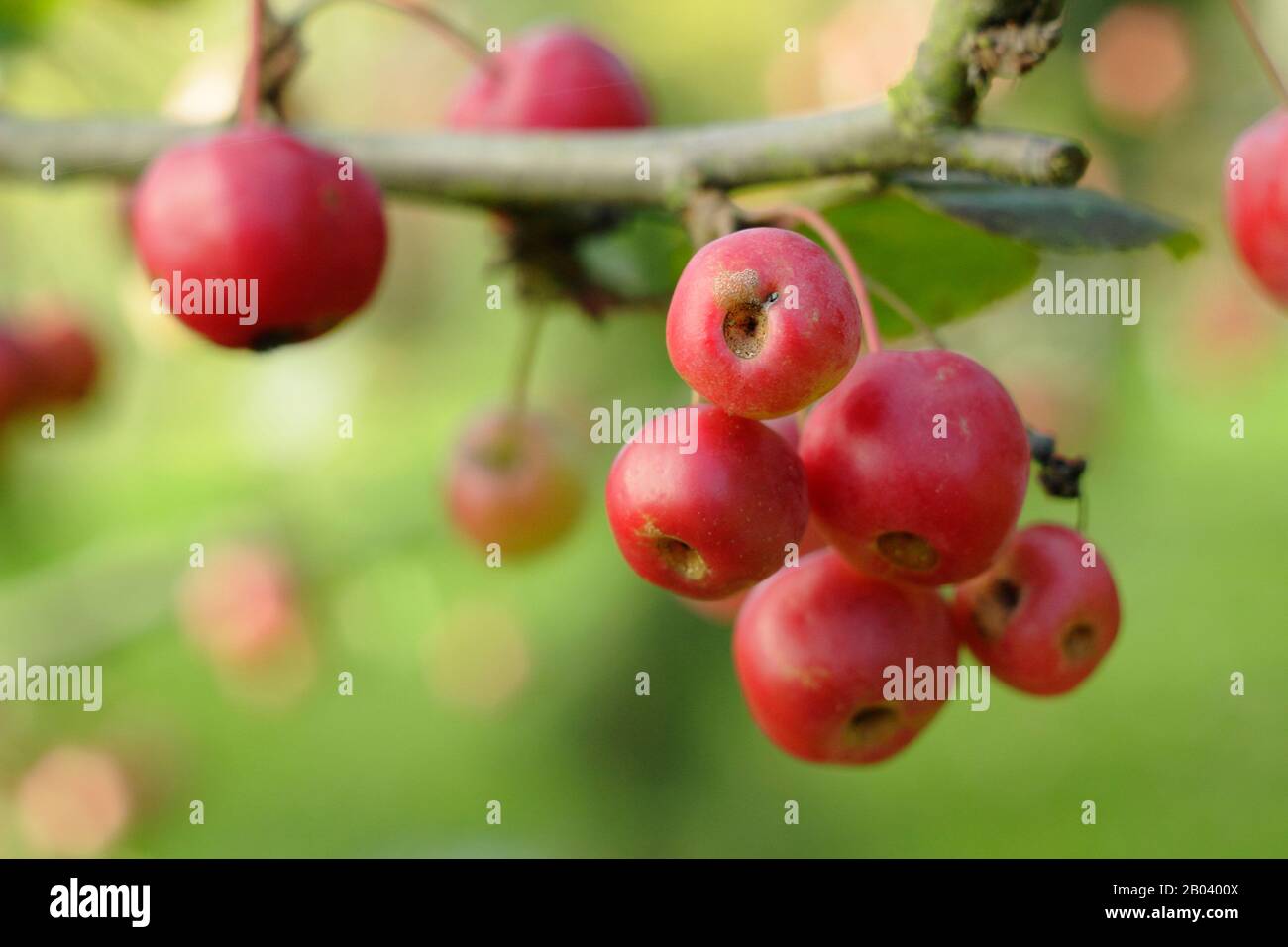 Malus x Robusta 'Red Sentinel' krabbt apfelbaumfrüchte im Herbst. GROSSBRITANNIEN. AGM Stockfoto