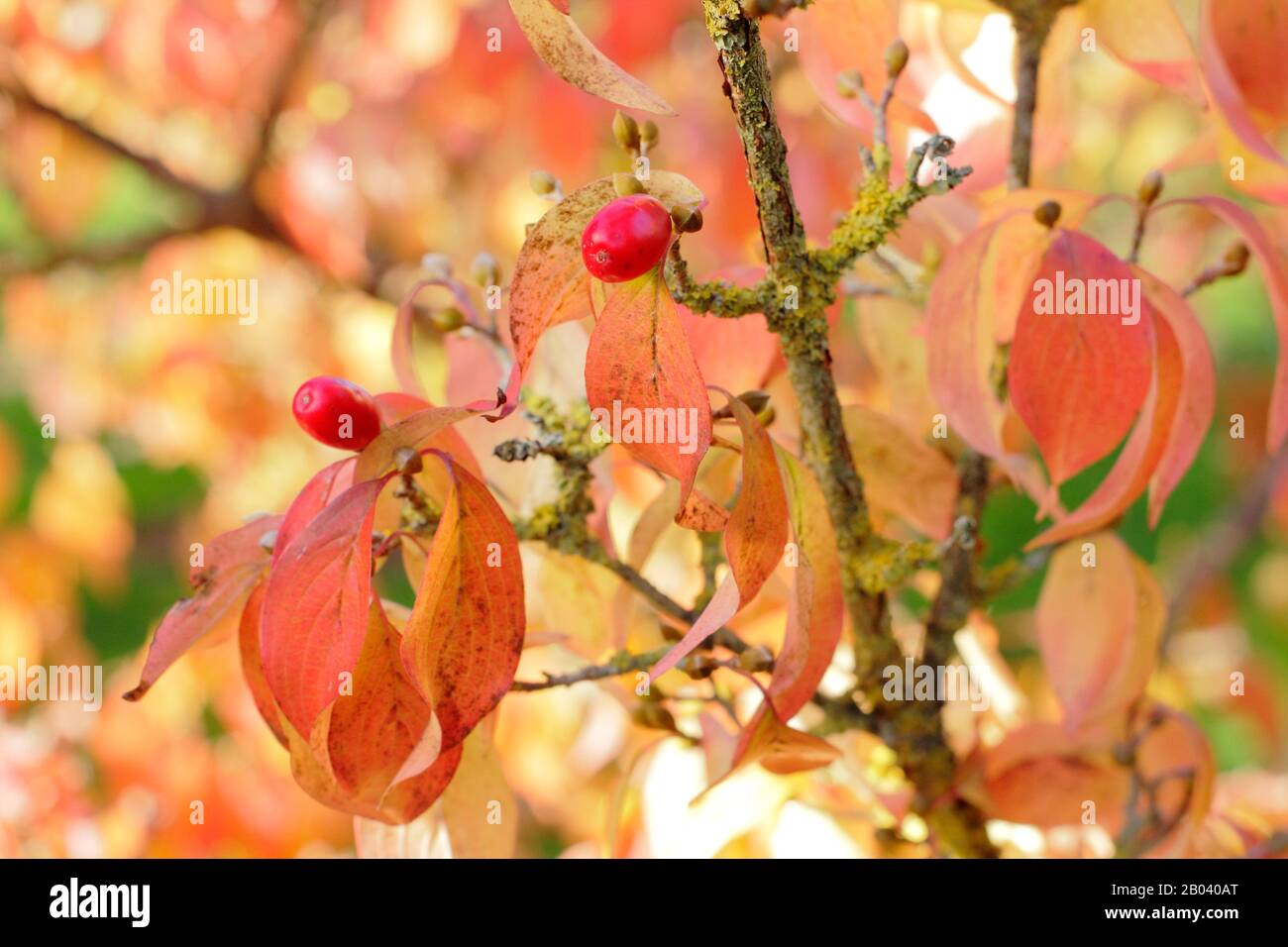 Cornus officinalis. Japanische Cornelische Kirsche, eine Art von Dogwood, die charakteristische Herbstfarben und rote Früchte zeigt. Garten in Großbritannien. Stockfoto