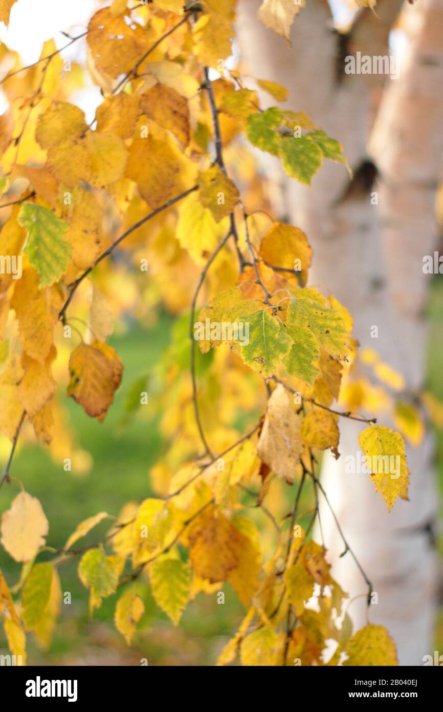 Betula. Markantes Laub und cremige Birke im Herbst. GROSSBRITANNIEN Stockfoto