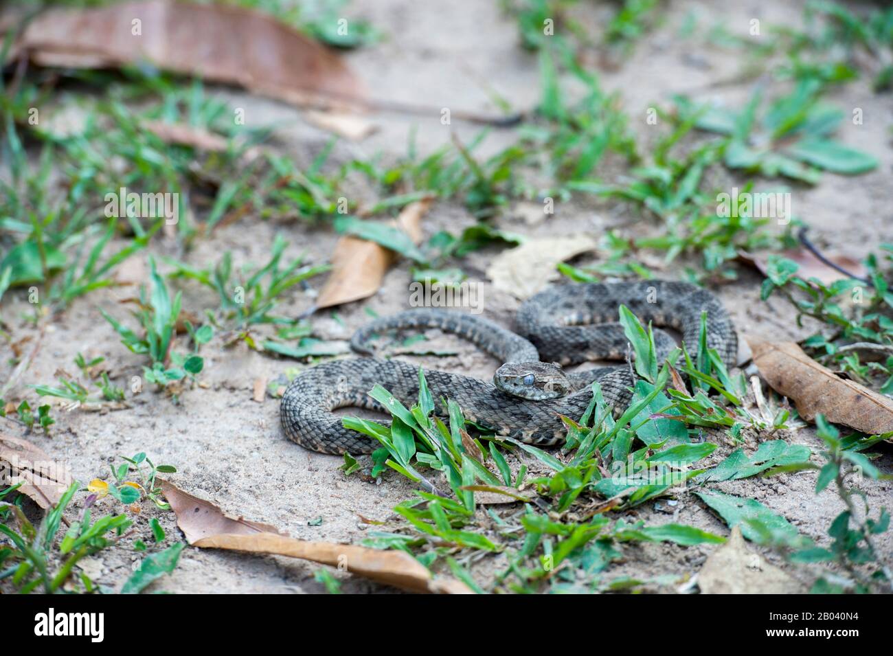 Mato Grosso Viper in der Pouso Alegre Lodge im nördlichen Pantanal, Provinz Mato Grosso in Brasilien. Stockfoto