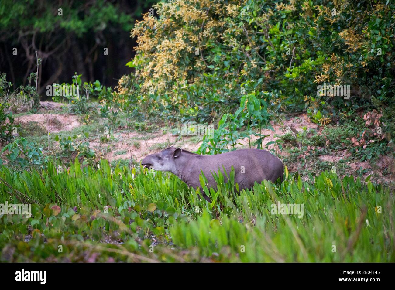 Ein südamerikanischer Tapir (Tapirus terrestris) überprüft die Umgebung an einem kleinen Teich in der Pouso Alegre Lodge im nördlichen Pantanal, Ma Stockfoto
