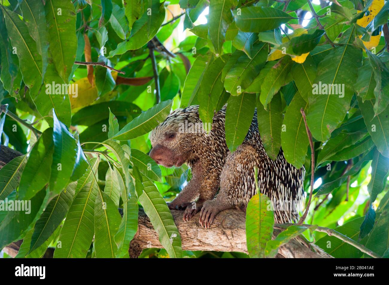 Eine brasilianische Stachelschweine (Coendou Prehensilis) in einem Baum bei Porto Jofre im nördlichen Pantanal, Provinz Mato Grosso in Brasilien. Stockfoto