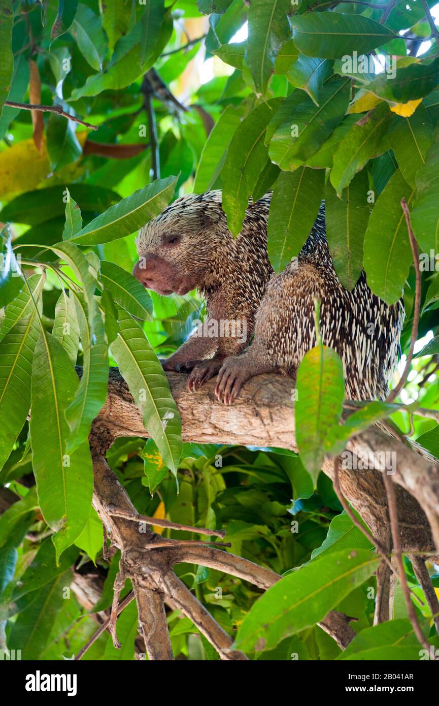 Eine brasilianische Stachelschweine (Coendou Prehensilis) in einem Baum bei Porto Jofre im nördlichen Pantanal, Provinz Mato Grosso in Brasilien. Stockfoto