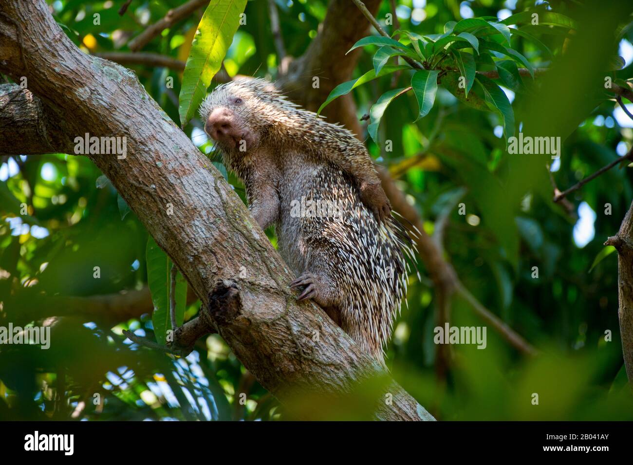 Eine brasilianische Stachelschweine (Coendou Prehensilis) in einem Baum kratzt den Rücken bei Porto Jofre im nördlichen Pantanal, Provinz Mato Grosso in Brasilien. Stockfoto