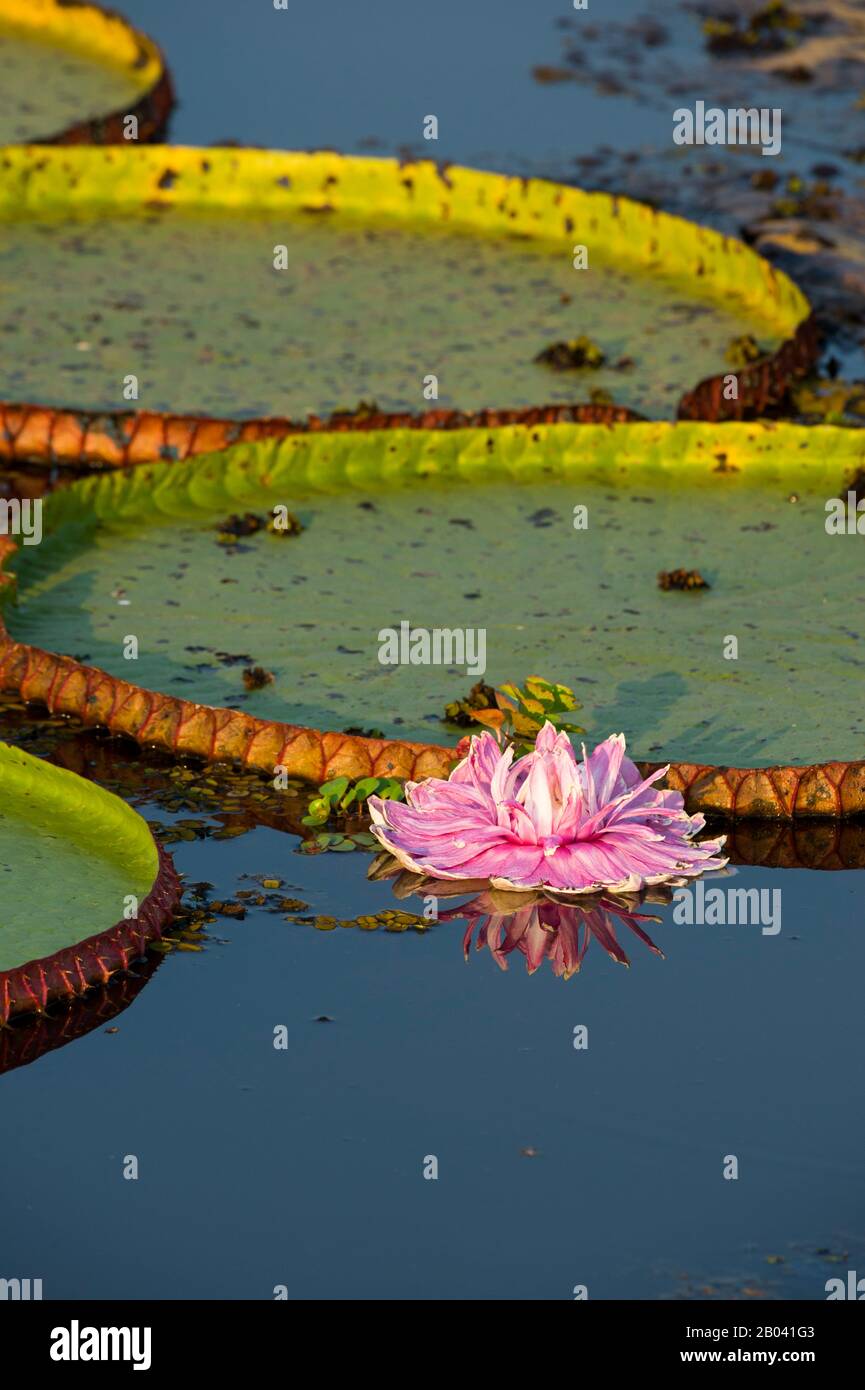 Rosa Blume (am zweiten Tag rosa geworden) des riesigen Seerosenblatts Victoria amazonica bei Porto Jofre im nördlichen Pantanal, Provinz Mato Grosso in Stockfoto