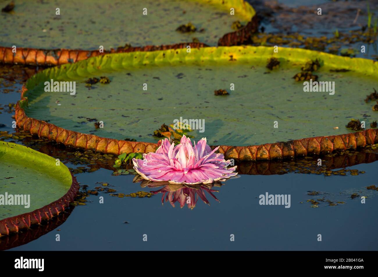 Rosa Blume (am zweiten Tag rosa geworden) des riesigen Seerosenblatts Victoria amazonica bei Porto Jofre im nördlichen Pantanal, Provinz Mato Grosso in Stockfoto