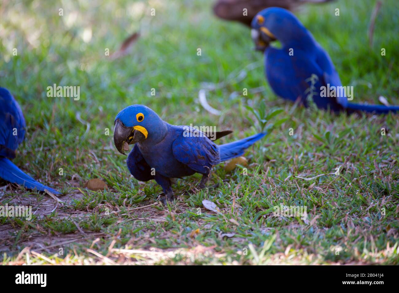 Hyazinth-Aas (Anodorhynchus hyacinthinus), die sich auf Palmnüssen in Porto Jofre im nördlichen Pantanal, Provinz Mato Grosso in Brasilien ernähren. Stockfoto