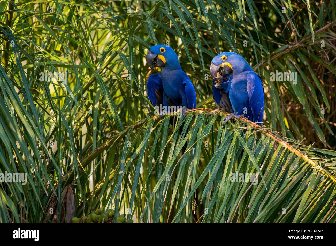 Hyazinth-Aas (Anodorhynchus hyacinthinus), die sich auf Palmnüssen in Porto Jofre im nördlichen Pantanal, Provinz Mato Grosso in Brasilien ernähren. Stockfoto