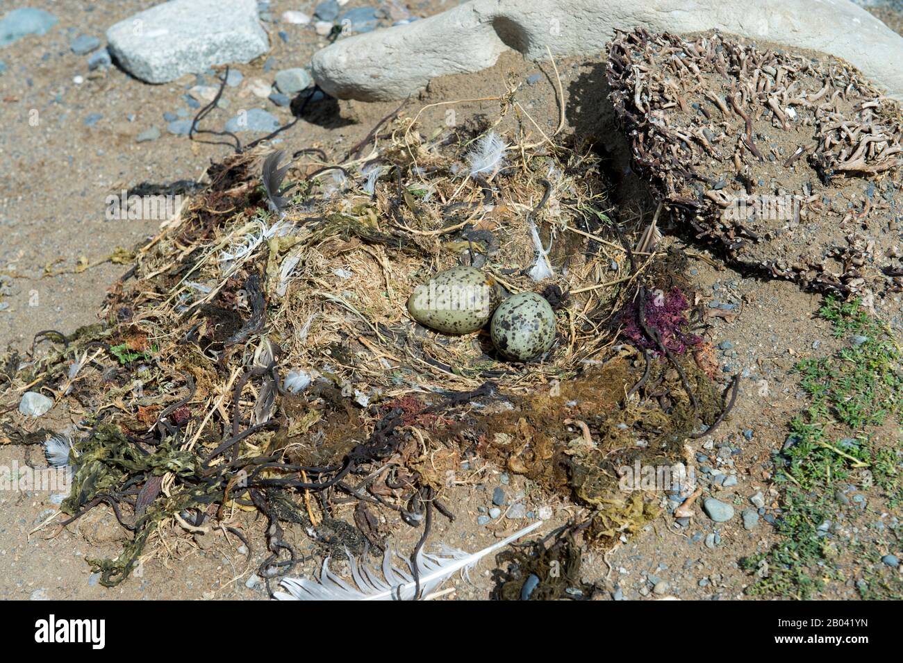 Gelege mit Eiern einer Kelp Gull (Larus dominicanus), auch Dominikanische Gull genannt, nisten am Pinguinheiligtum auf der Insel Magdalena in der Straße Stockfoto