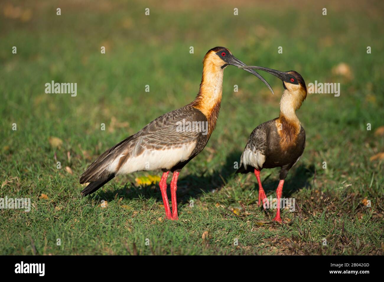 Buffhalsige Ibisen (Theristcus caudatus) bei Porto Jofre im nördlichen Pantanal, Provinz Mato Grosso in Brasilien. Stockfoto