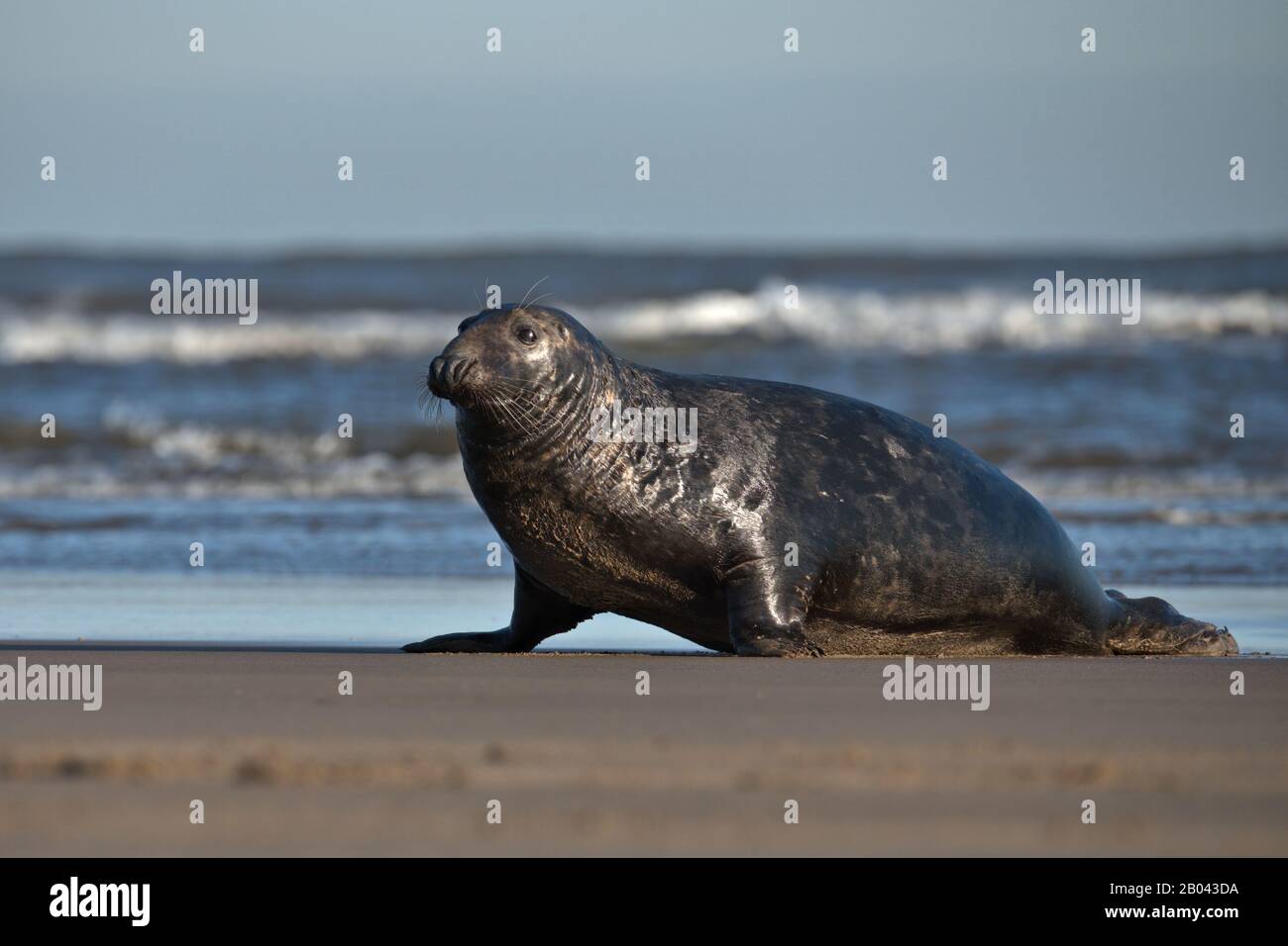 Gery Seal Bulle an einem Strand in Lincolnshire. Stockfoto
