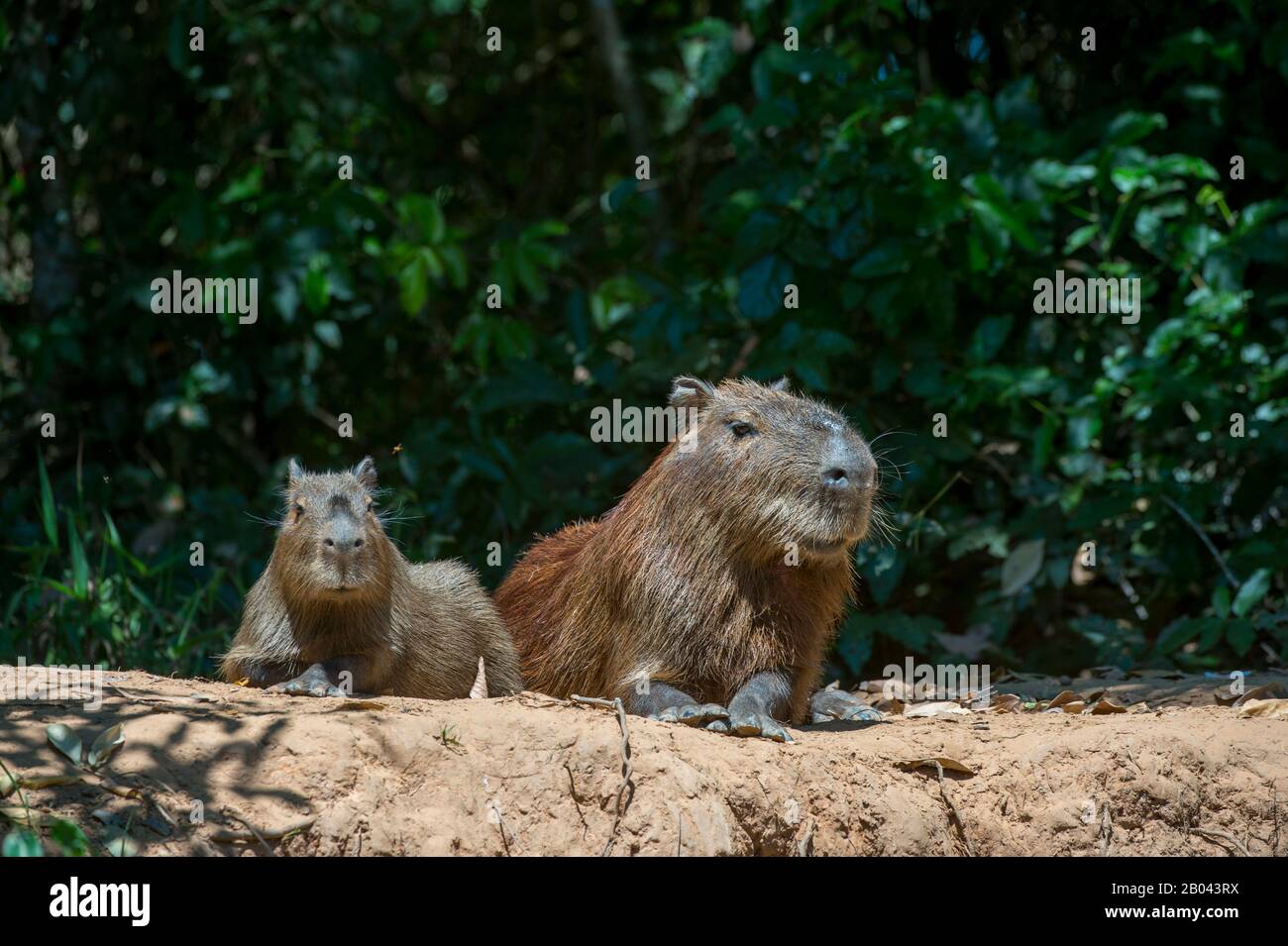Capybaras (Hydrochoerus hydrochaeris), die an einem Flussufer eines Nebenflusses des Flusses Cuiaba bei Porto Jofre im nördlichen Pantanal, Mato Grosso, liegen Stockfoto