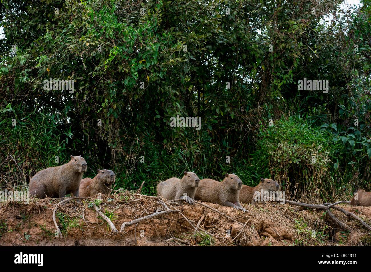 Capybaras (Hydrochoerus hydrochaeris), die an einem Flussufer eines Nebenflusses des Flusses Cuiaba bei Porto Jofre im nördlichen Pantanal, Mato Grosso, liegen Stockfoto