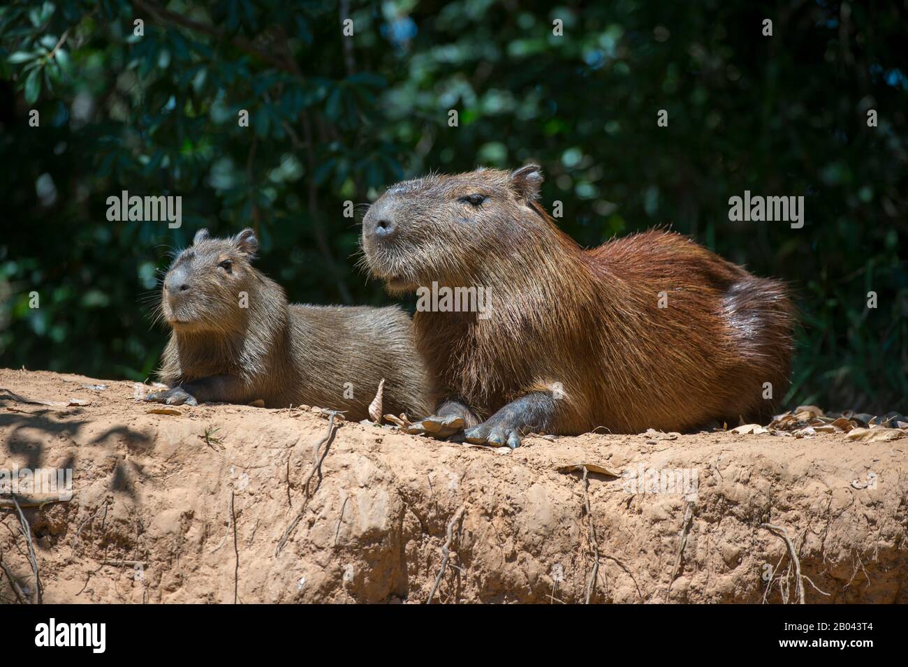 Capybaras (Hydrochoerus hydrochaeris), die an einem Flussufer eines Nebenflusses des Flusses Cuiaba bei Porto Jofre im nördlichen Pantanal, Mato Grosso, liegen Stockfoto