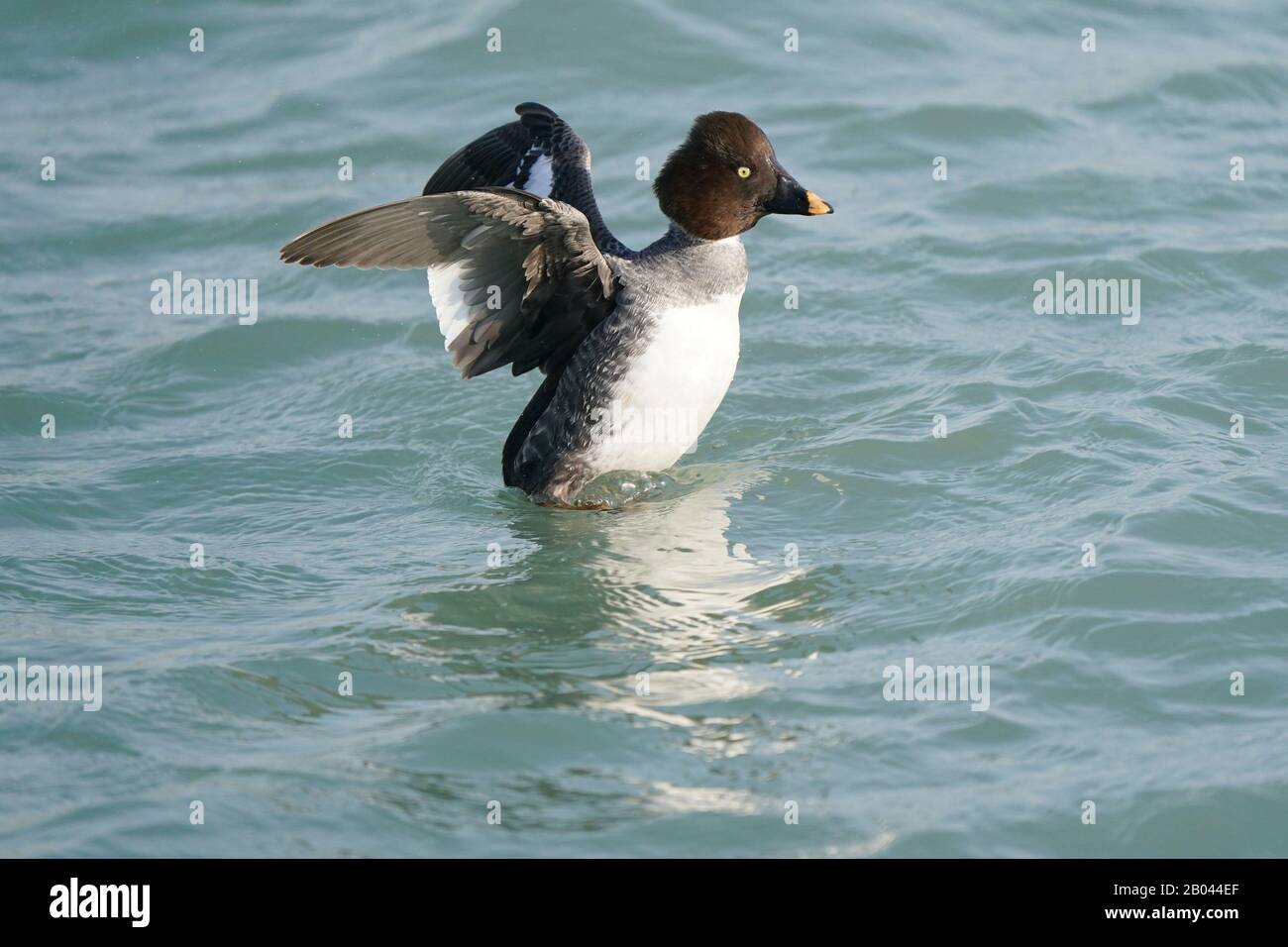 Goldeneyes am Wintersee Stockfoto